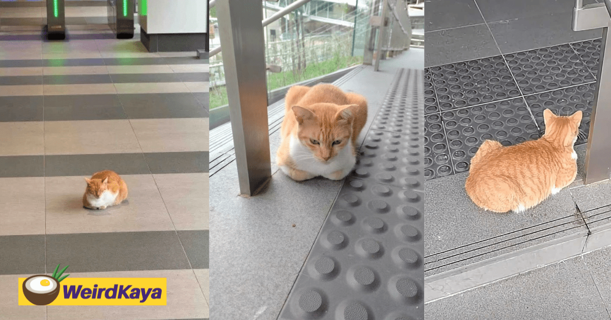 M'sians Spot Chubby Oyen at MRT Titiwangsa, Acting As Station Master & Giving A Cat-titude