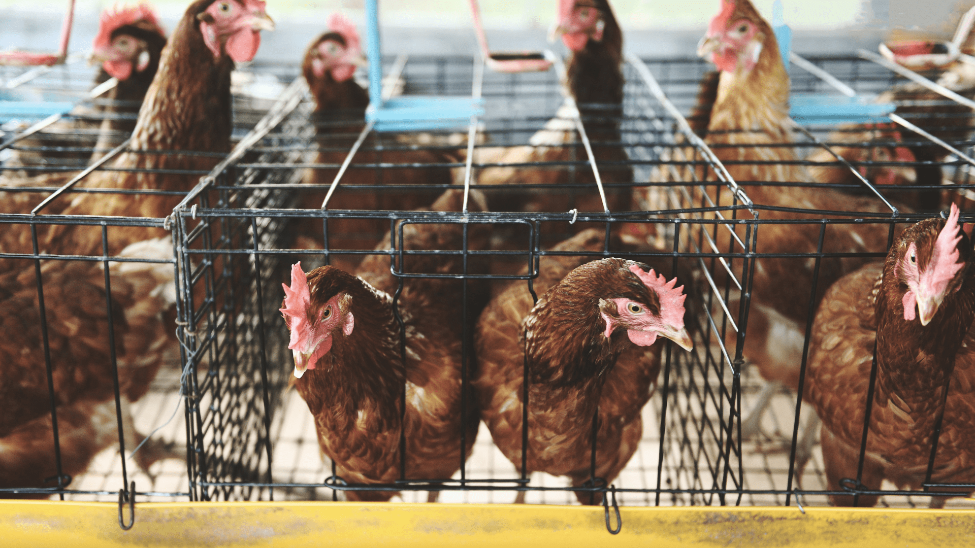 Multiple hens in one cage with limited space