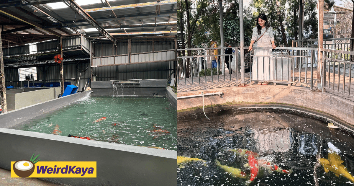 My Parents Sacrificed Our Family Home To Support My Koi Dream. Now, It’s An RM2Mil Business Built On Passion & Perseverance