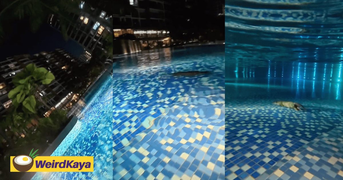 Otter Seen Casually Swimming & Playing At Swimming Pool In S'pore Condo