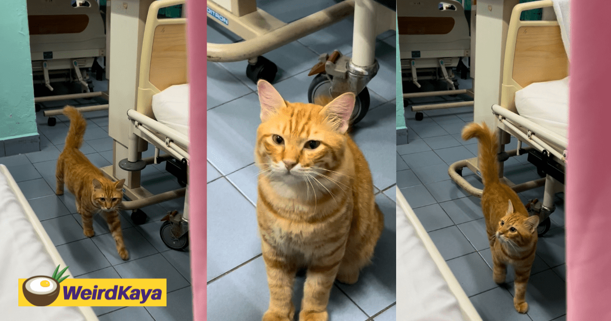 Oyen Walks Into M’sian Hospital Ward Like It Owns The Place
