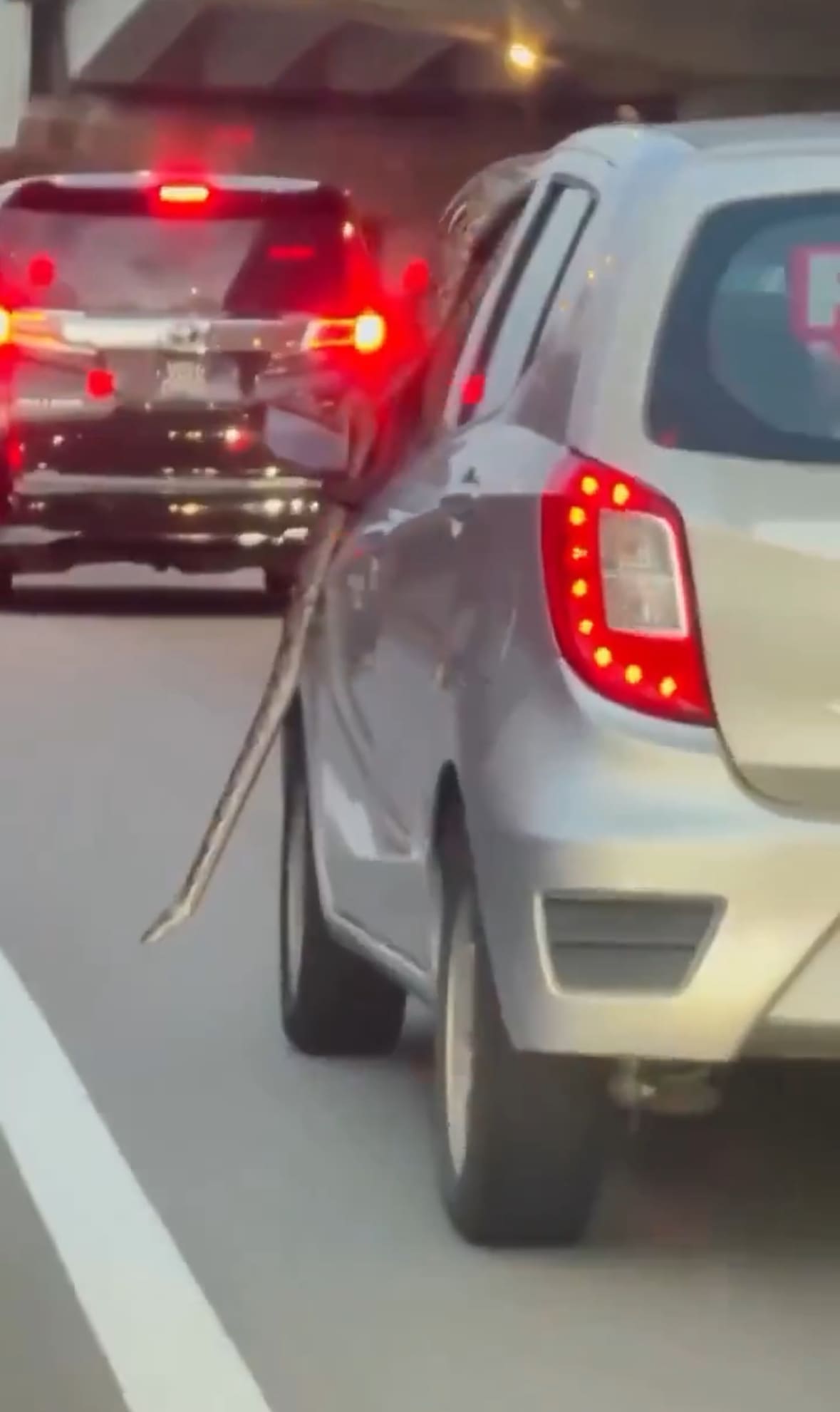 Python Casually Slithers On Top Of Perodua Axia