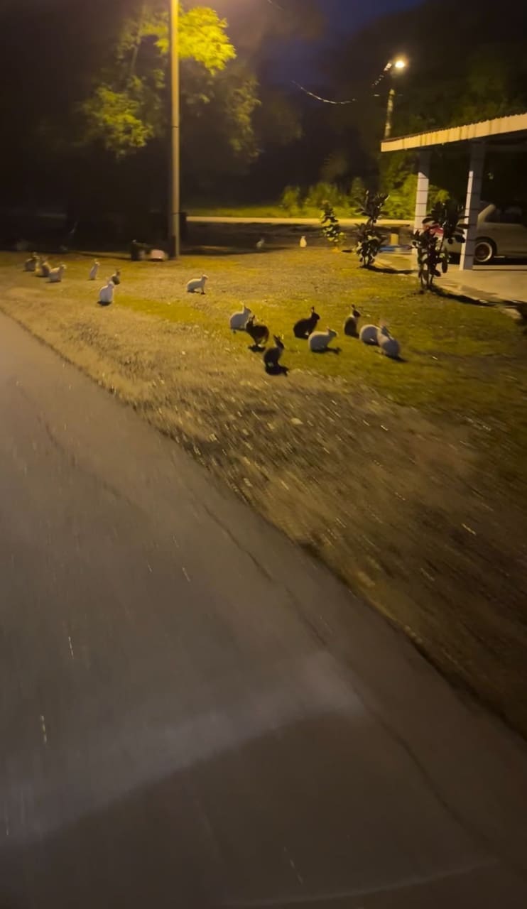 rabbits at outside the house