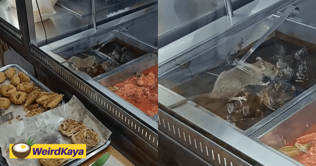 Rat Spotted Eating From Food Trays At Popular Mamak Restaurant In Mahkota Cheras