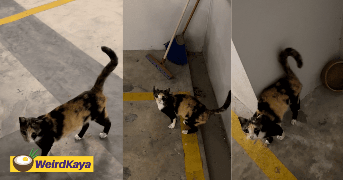 Stray Cat Leads M'sian Man To An Empty Food Bowl Hoping To Be Fed