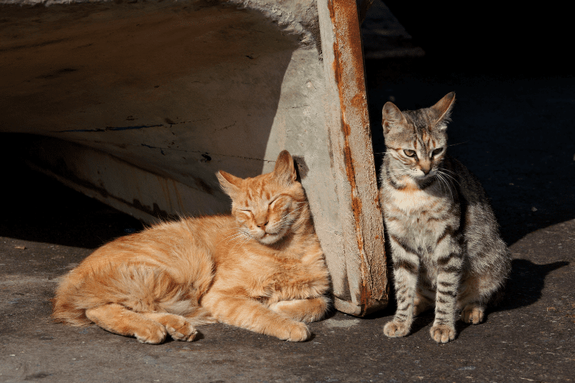 Stray cats by the roadside