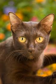 Suphalak (Copper cat)