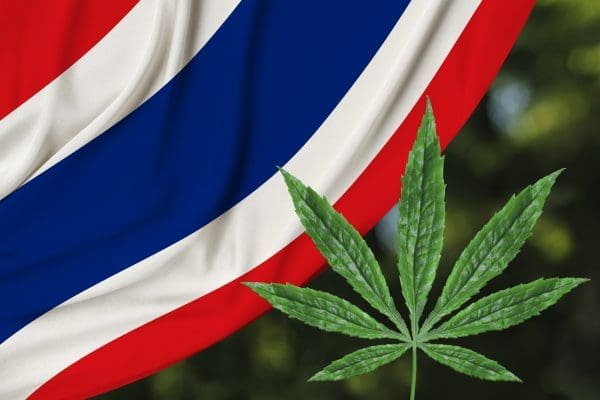 S'porean Tourist Mistakenly Eats Cannabis-Infused Noodles In Thailand After Thinking It Was Kangkung