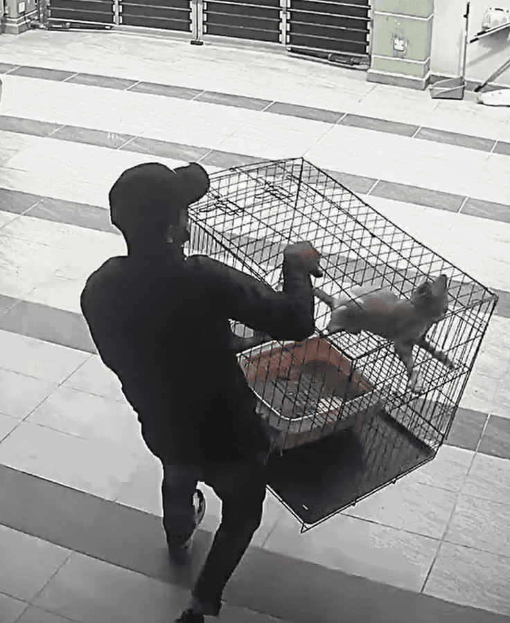 Theft stealing cat with cage Screenshot 2025-03-14 172455