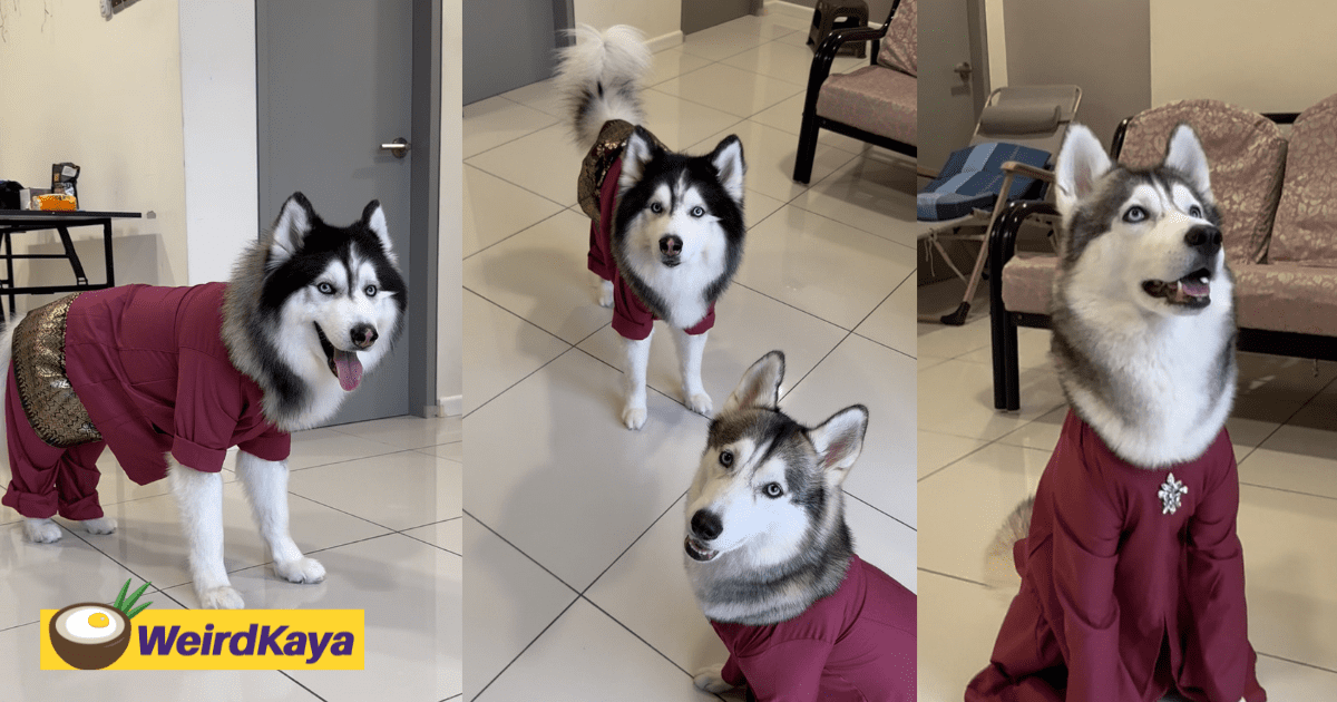 These Huskies Wear Baju Raya Better Than Most Of Us & We’re Not Even Mad