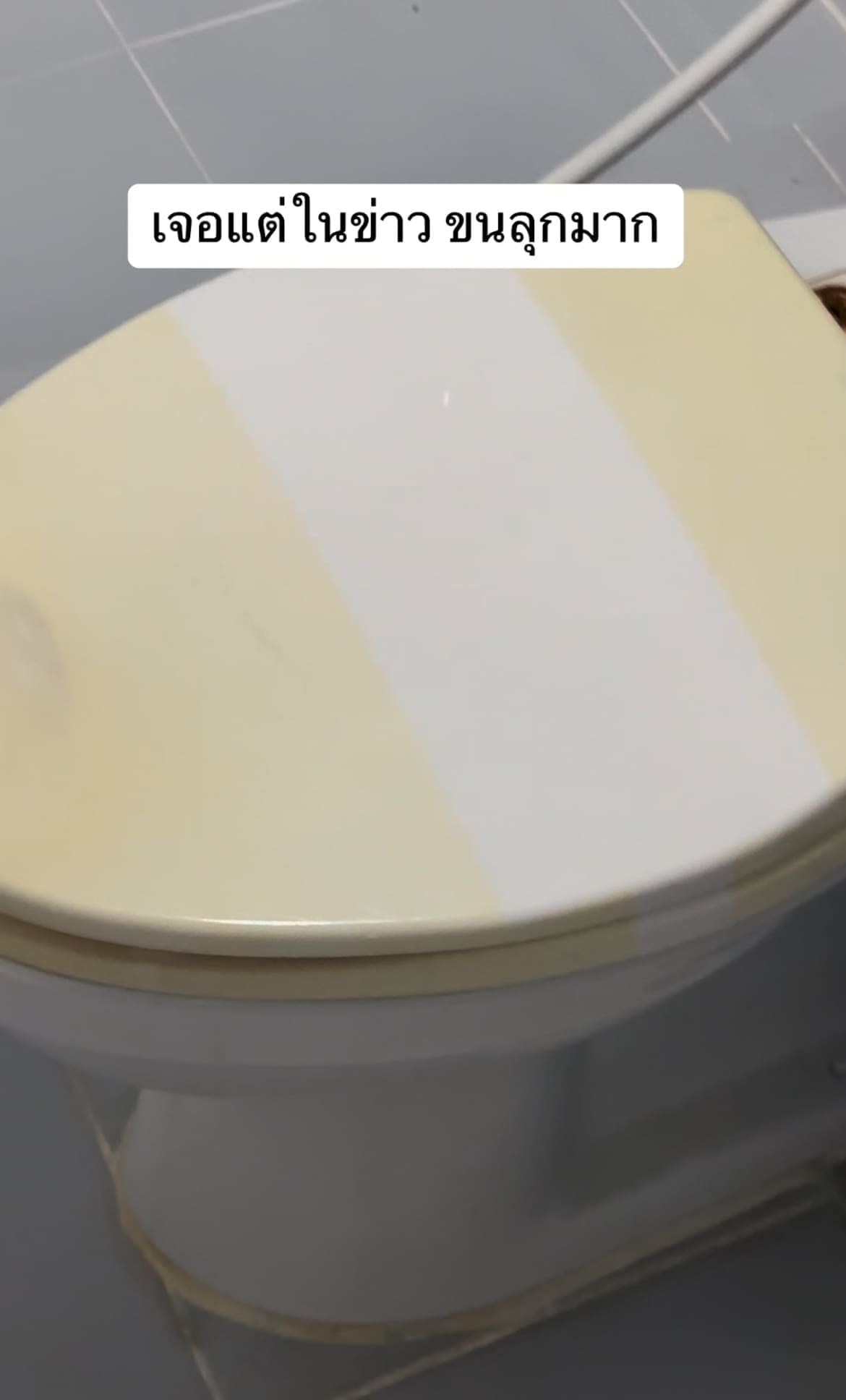 TOILET LID