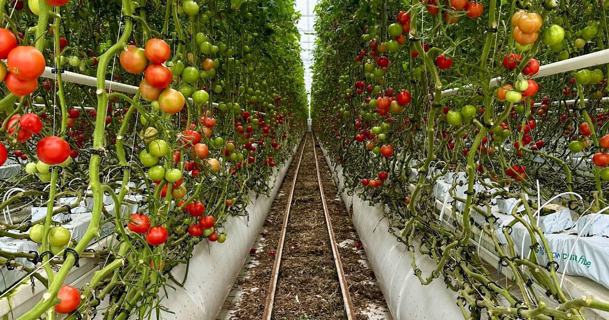 tomato