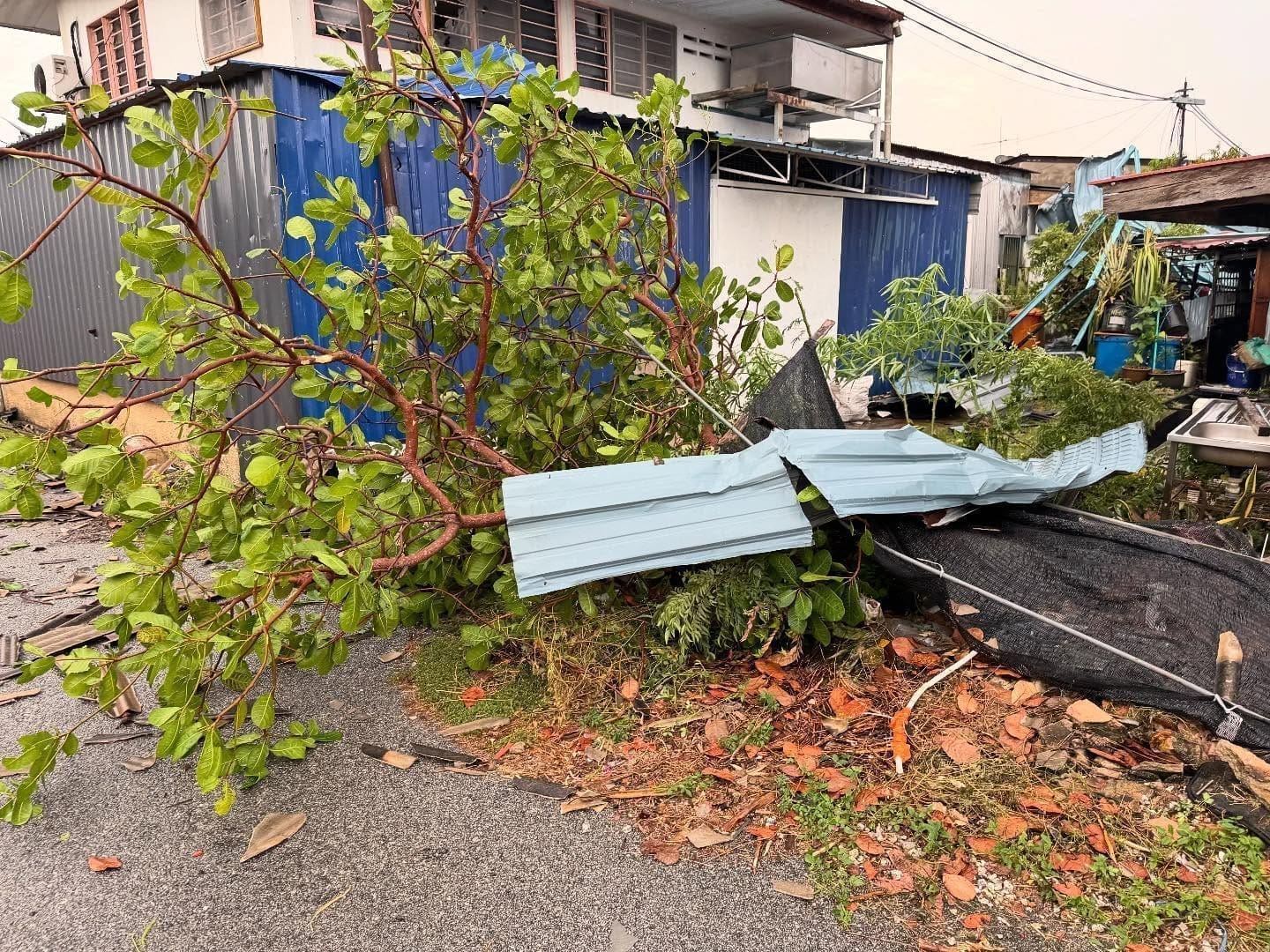Tree uprooted by tornado