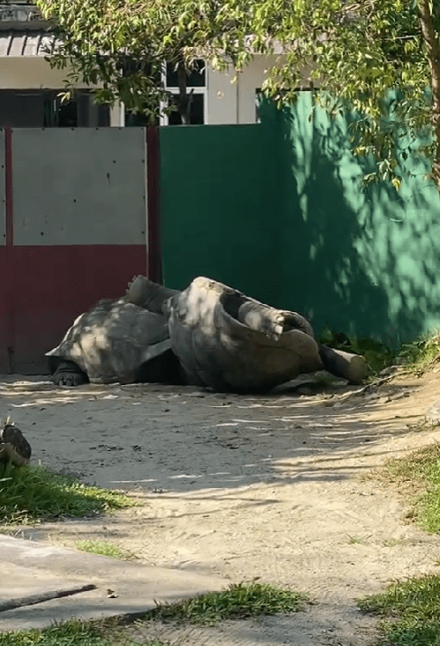 upside down tortoise at zoo negara