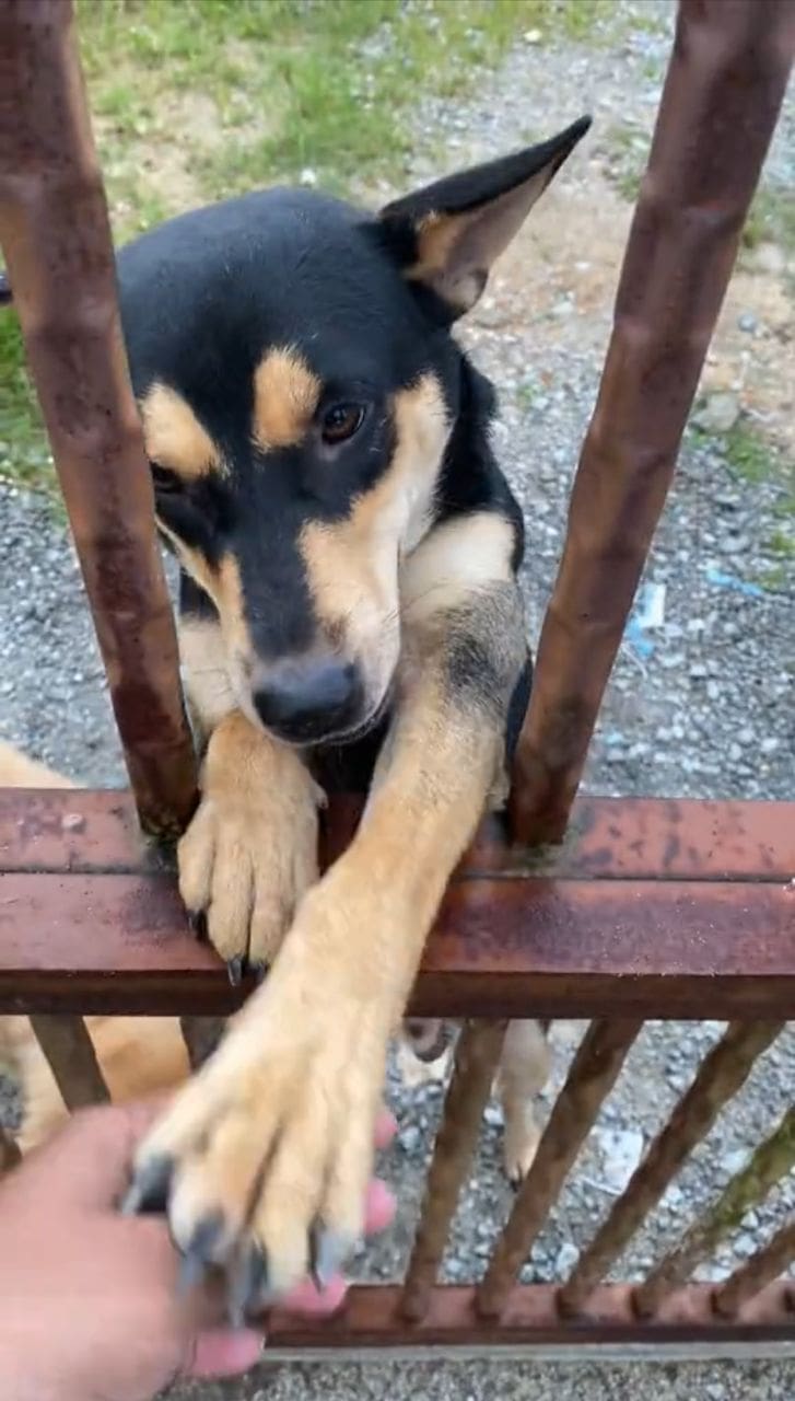 Dog giving taps