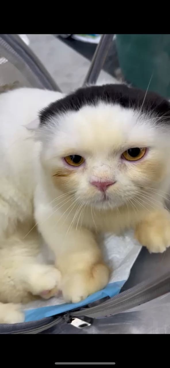 white cat
