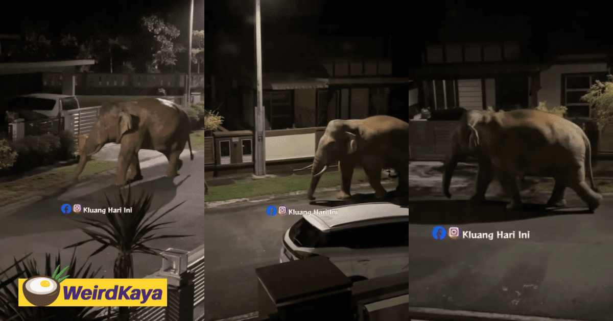 'Who's Playing Jumanji' – M'sians Amused By Elephant Casually Strolling Through Residential Area In Johor