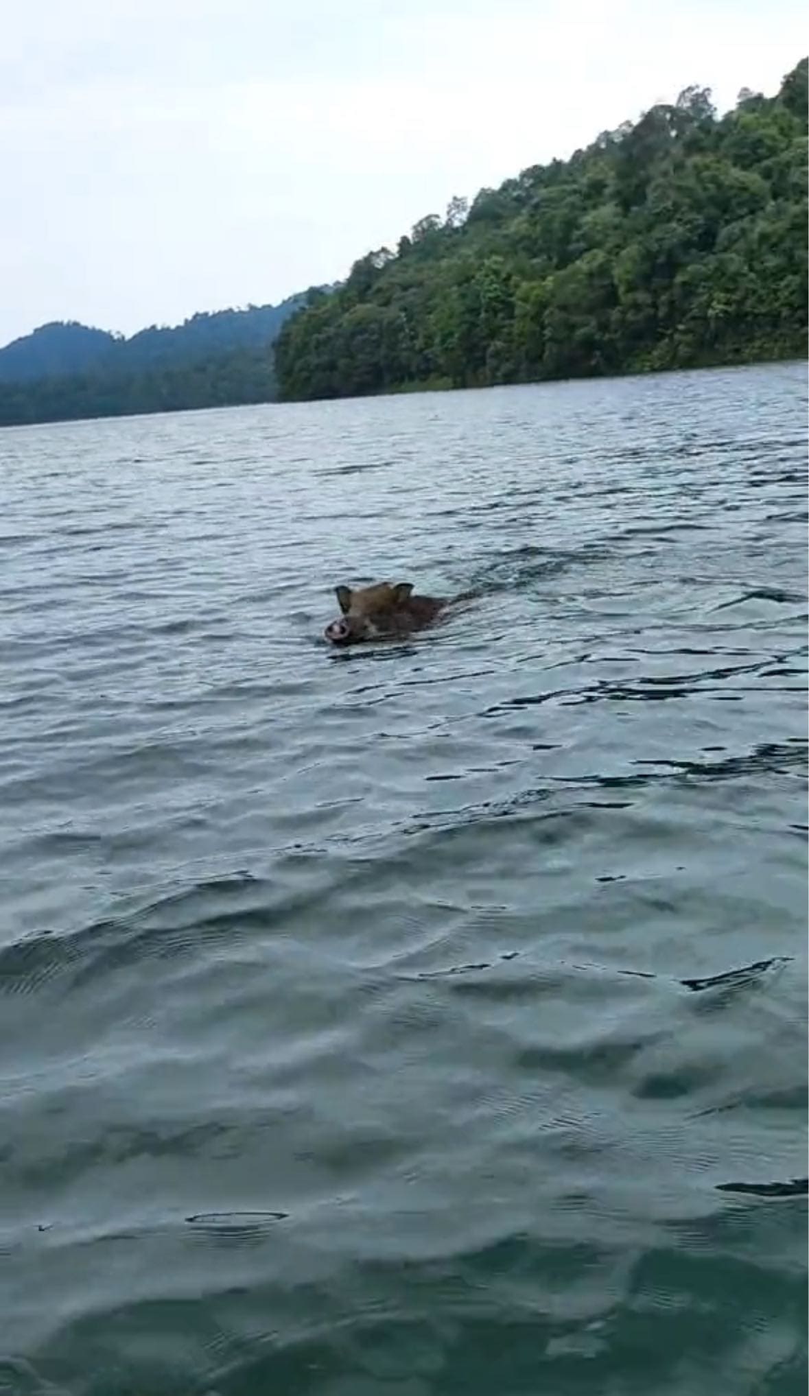 wild boar looking at the fishermen