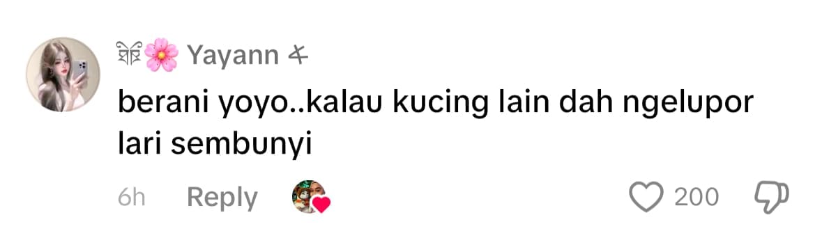 yoyo the cat comment