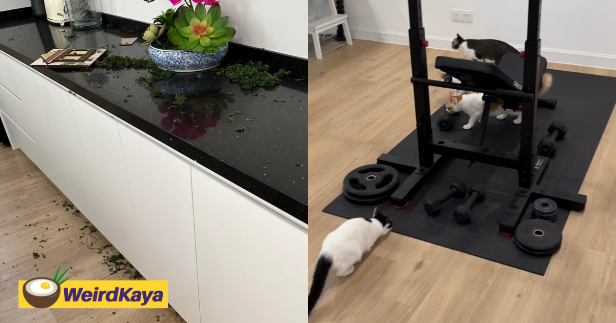 10 mischievous cats break into economy minister's house while he's away for raya | weirdkaya