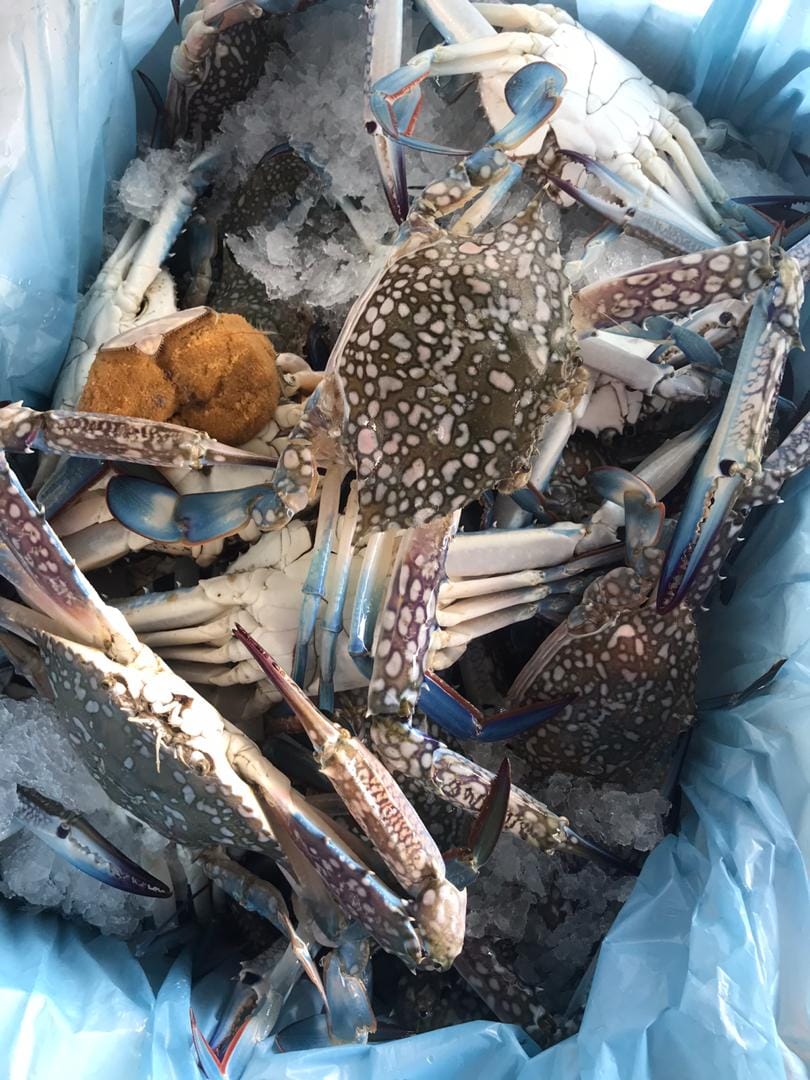 Crabs in blue plastic