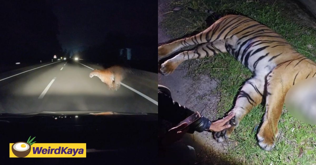 130kg malayan tiger fatally struck along highway in bentong | weirdkaya