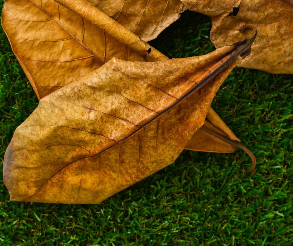 Dried ketapang leaves on ground