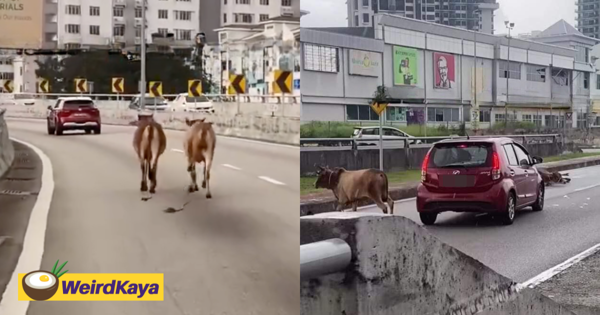 2 cows spotted strolling on ldp, causing congestion on the highway | weirdkaya