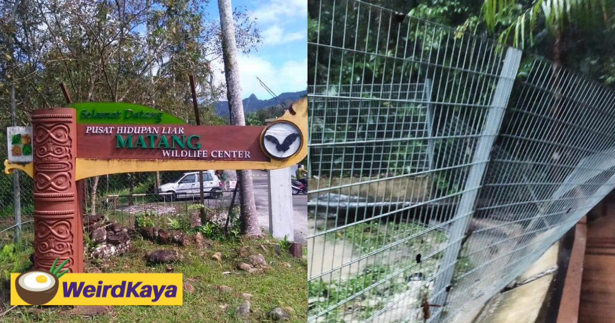 2 crocodiles escape from kuching wildlife centre, residents nearby urged to be careful | weirdkaya
