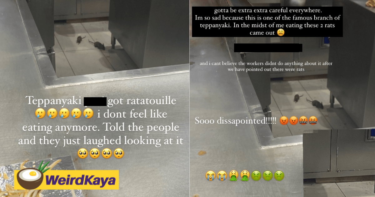 2 rats spotted running freely at a japanese restaurant in kl mall, staff merely laughs it off | weirdkaya