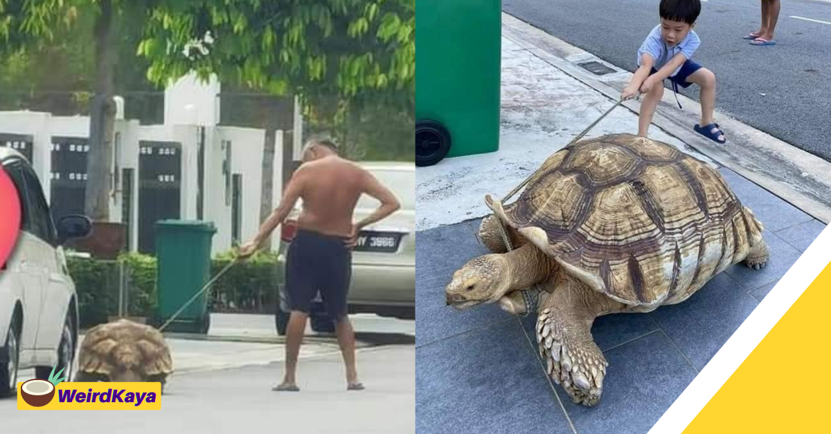 Myvi's tyre-sized giant tortoise spotted on a walk with its owner in the neighbourhood | weirdkaya