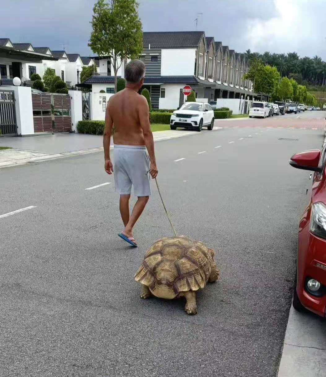 Myvi's tyre-sized giant tortoise spotted on a walk with its owner in the neighbourhood