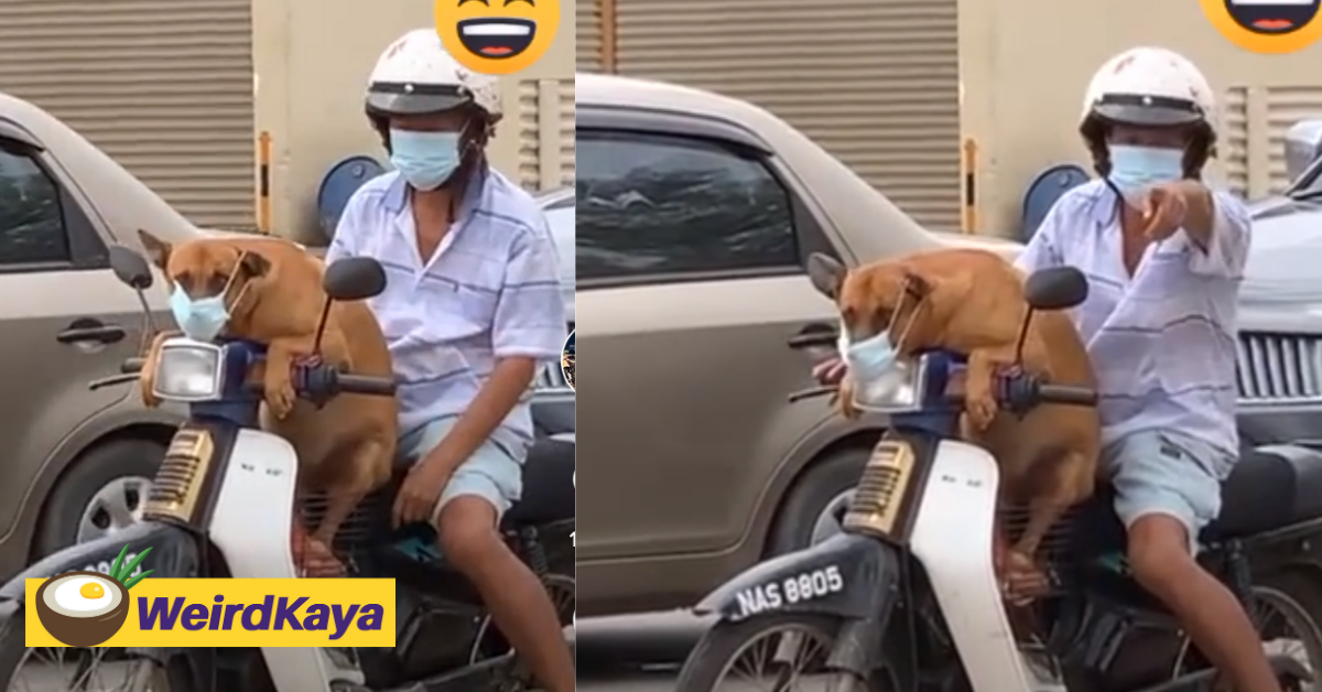 Adorable dog goes viral for wearing a mask while on a motorcycle ride | weirdkaya