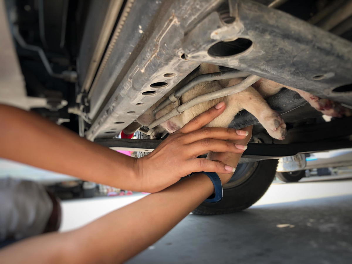 Puppy survives 50km ride while trapped underneath the car