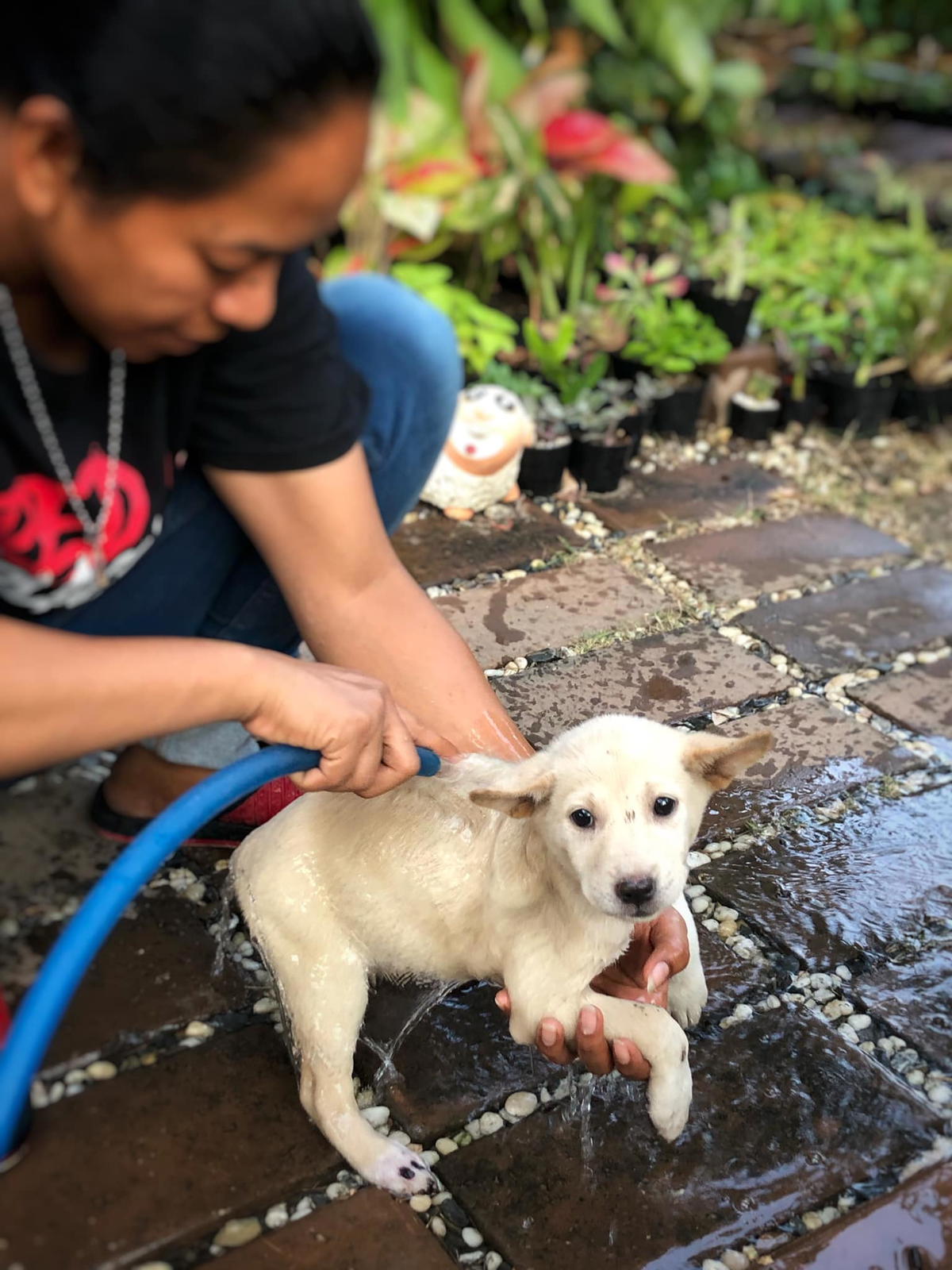 Puppy survives 50km ride while trapped underneath the car