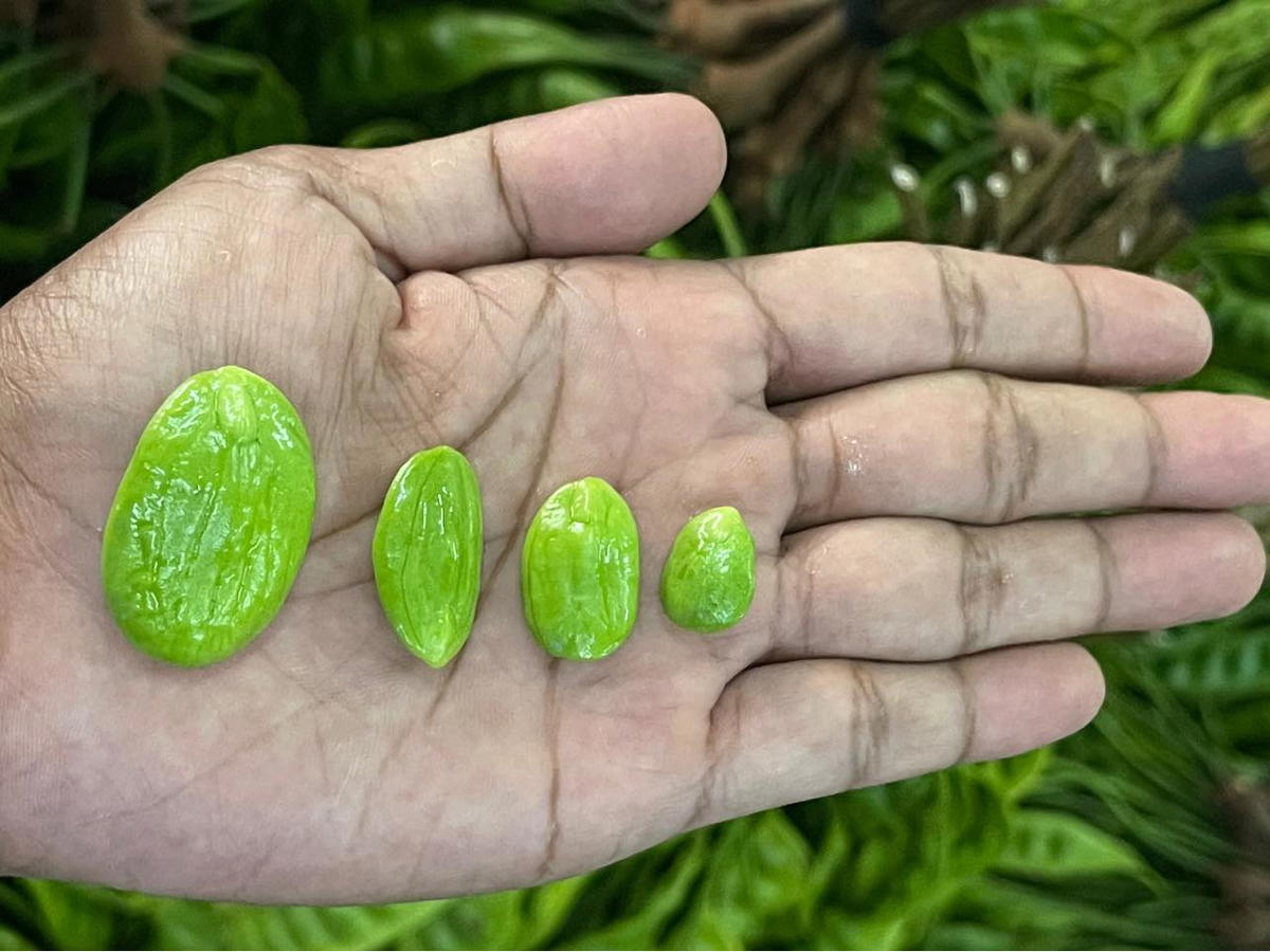 Farmer sells petai by 