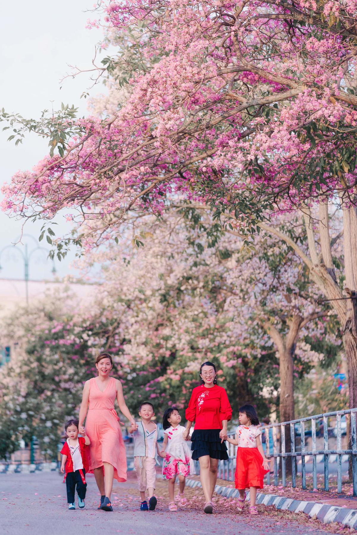 Images of "sakura"-like flowers blooming in Malaysia leave netizens amazed