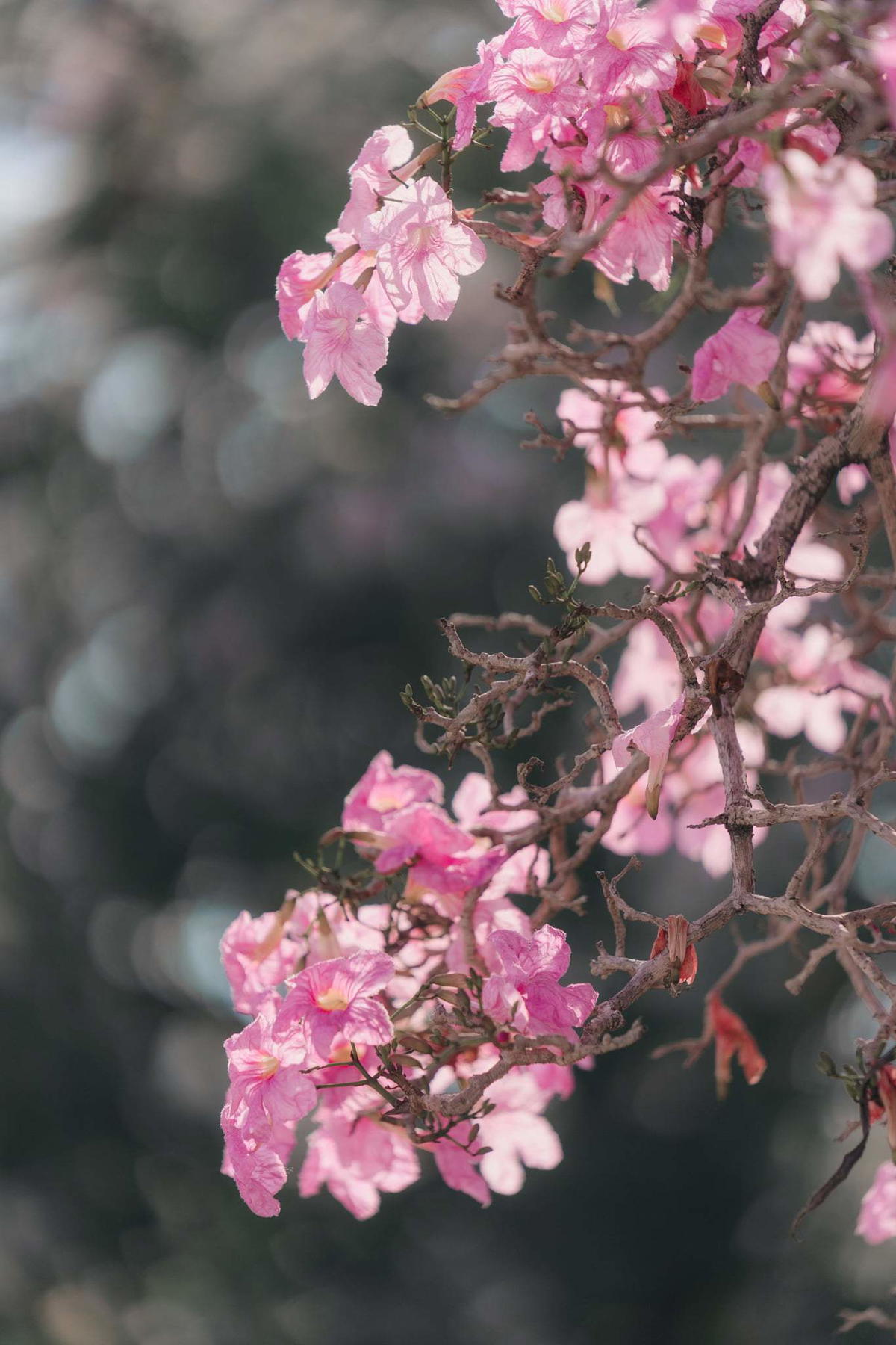 Images of "sakura"-like flowers blooming in Malaysia leave netizens amazed