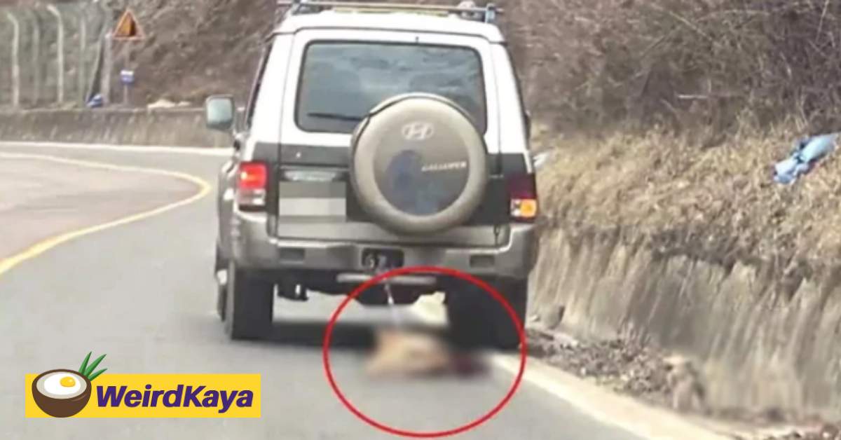 [video] dog dies after being dragged across the road, owner denies wrongdoing | weirdkaya