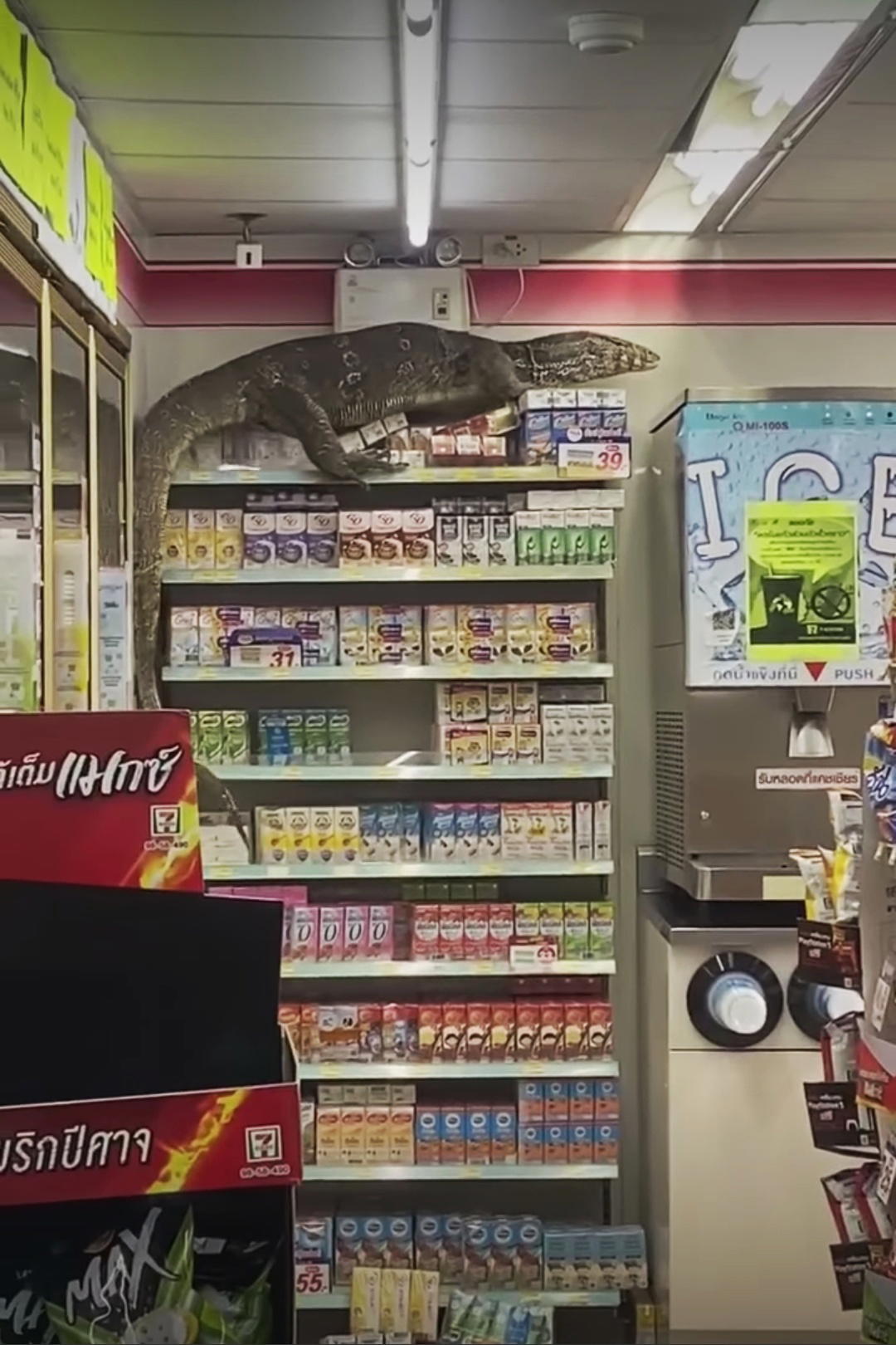 Terrifying video shows godzilla-like lizard ransacking 7-eleven store in search of food