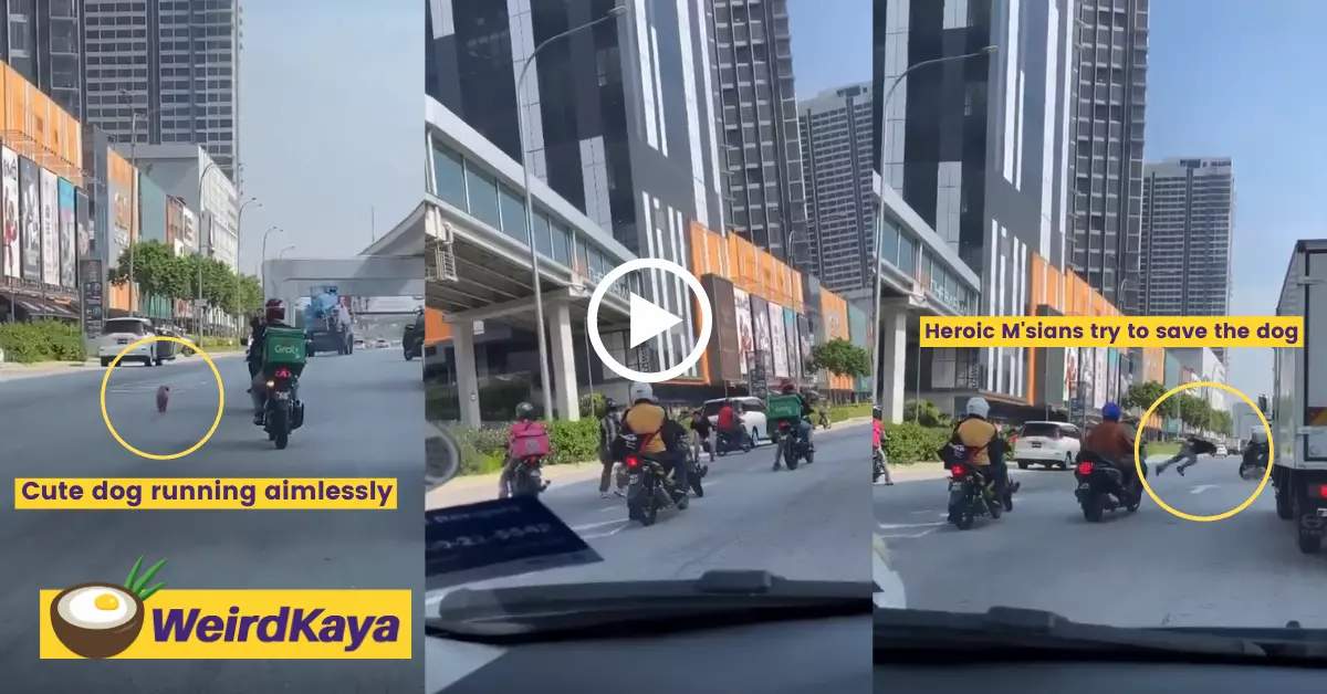 Motorists band together to rescue a lost dog from heavy traffic at jalan cheras | weirdkaya