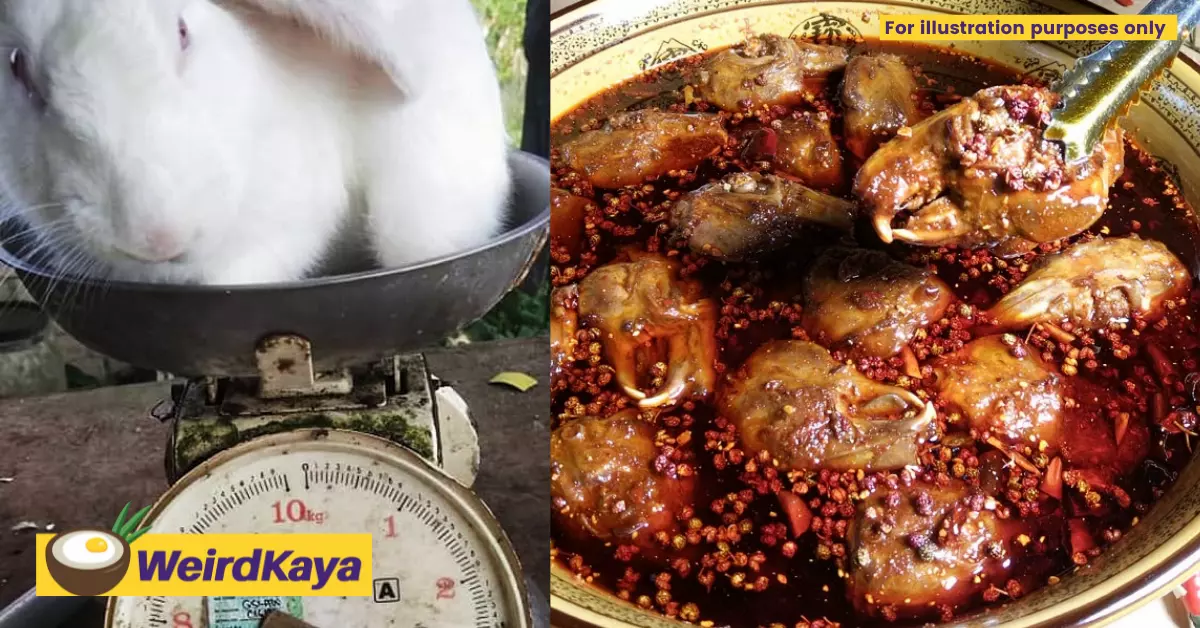 Many are against the sale of rabbit meat. But is it legal in malaysia? | weirdkaya