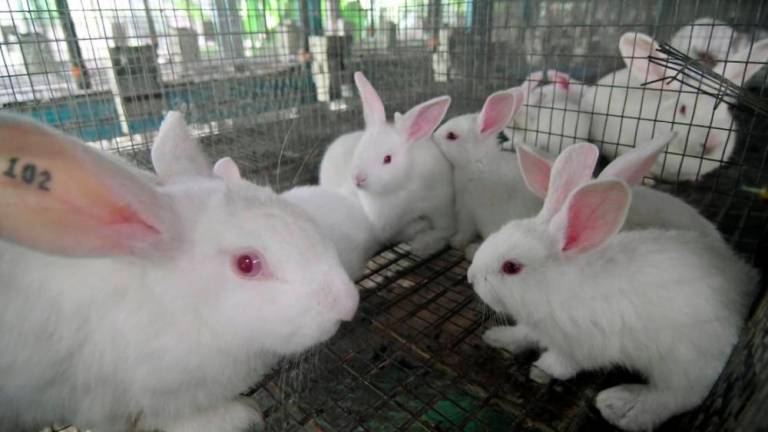 Many are against the sale of rabbit meat. But is it legal in malaysia?