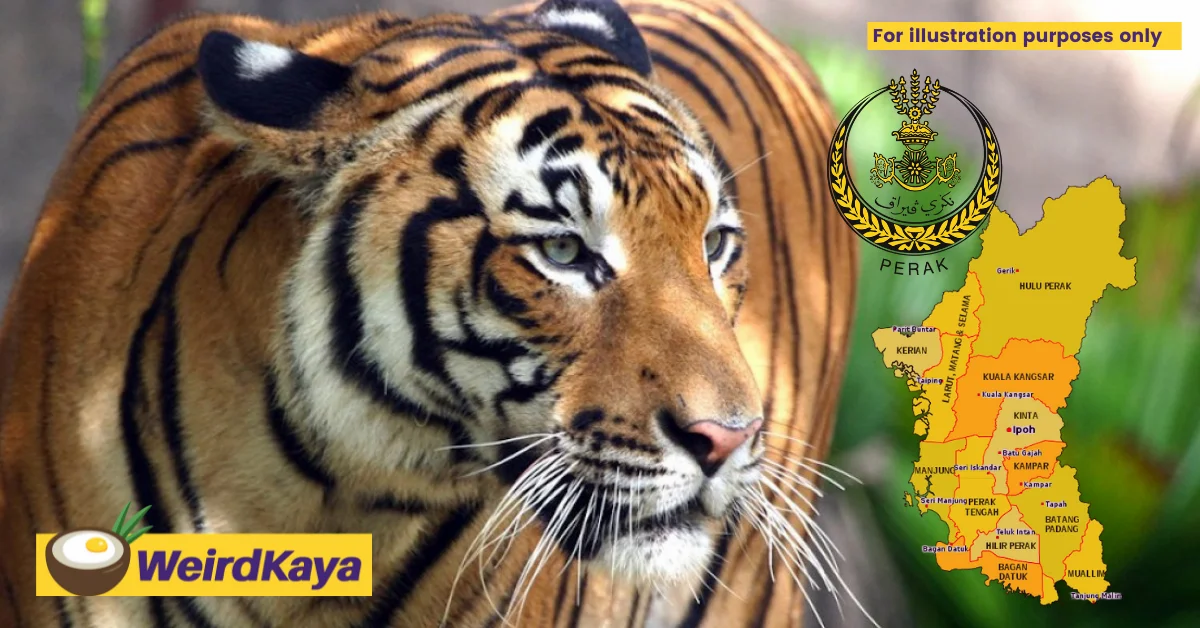 Public told to stay away from forest area after tourist claims to have spotted a tiger | weirdkaya