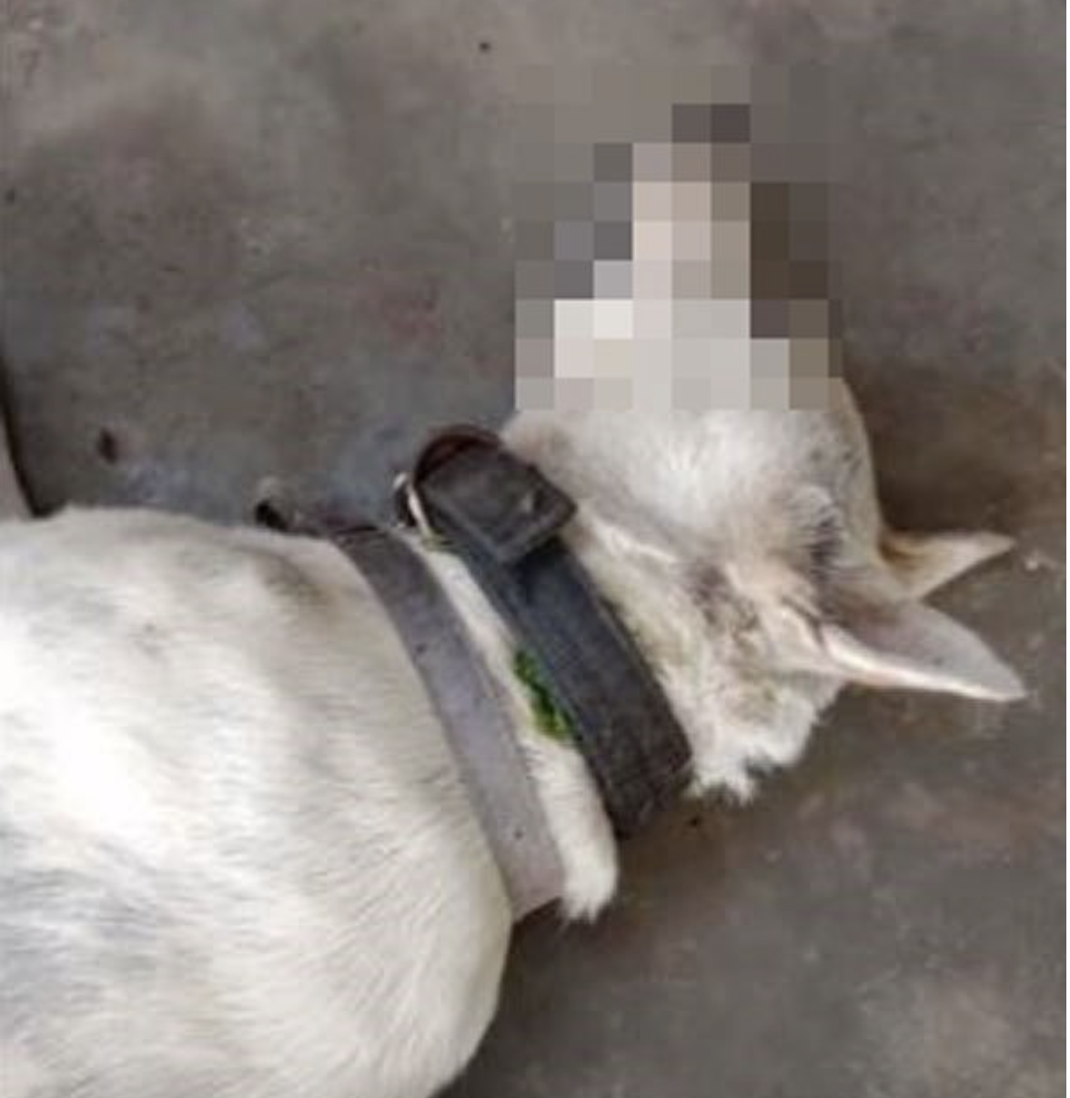 Adorable “tapau” dog shot dead by local authorities, netizens express outrage and grief