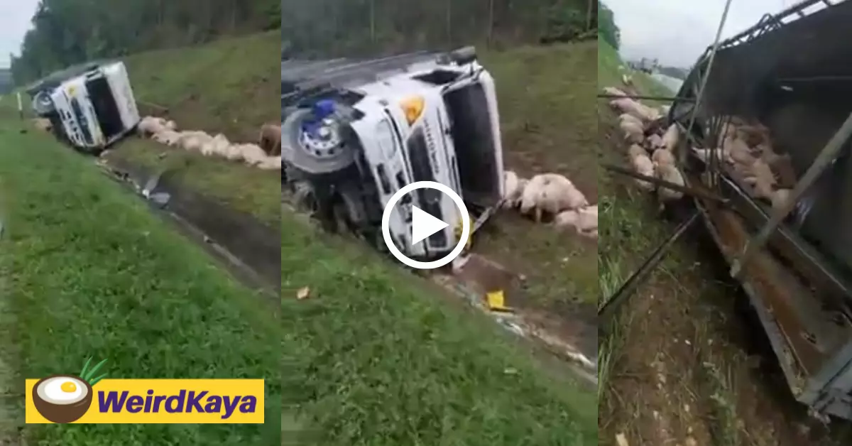 [video] truck carrying dozens of pigs loses control and skids off the highway | weirdkaya