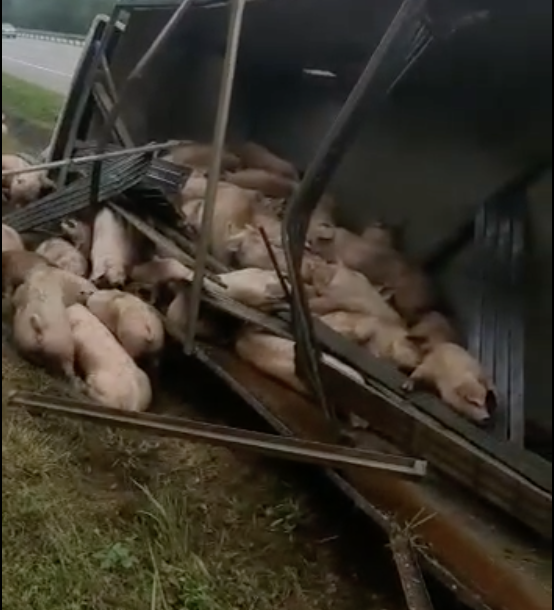 Truck carrying dozens of pigs loses control and skids off the highway