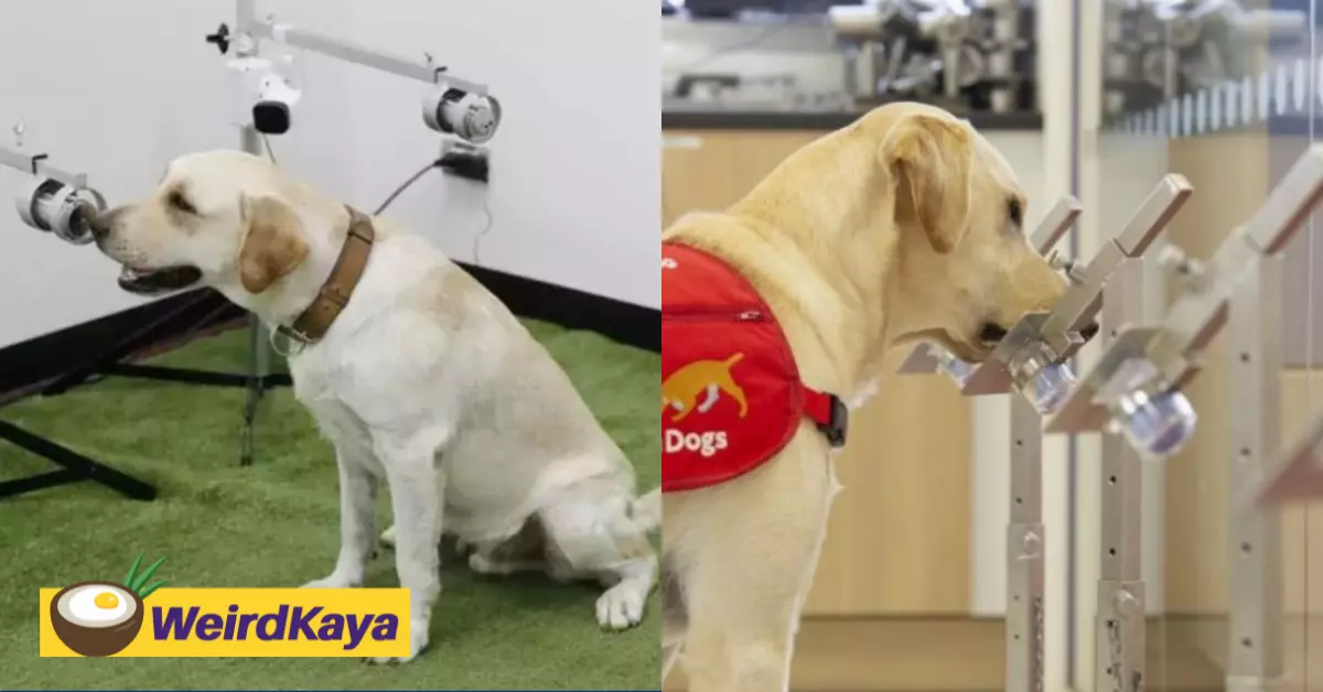 These dogs can detect covid-19 with their noses with a 95% accuracy rate | weirdkaya