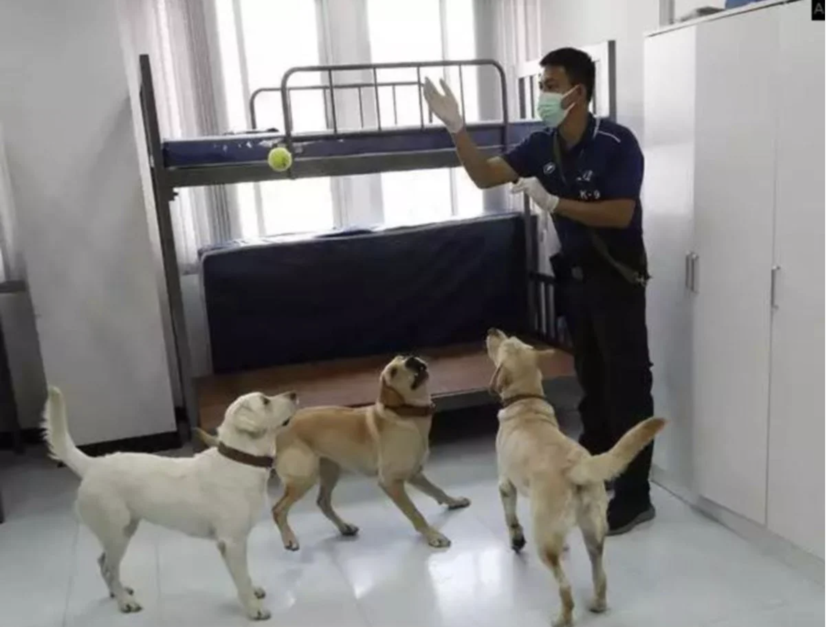 These dogs can detect covid-19 with their noses with a 95% accuracy rate