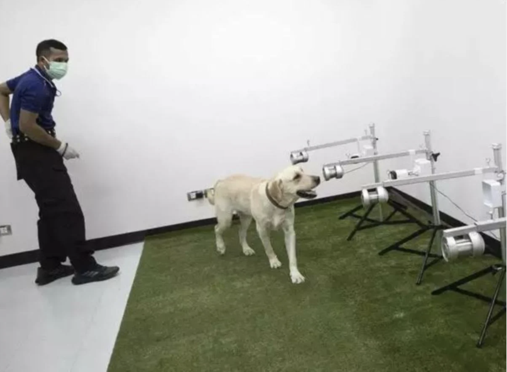 These dogs can detect covid-19 with their noses with a 95% accuracy rate